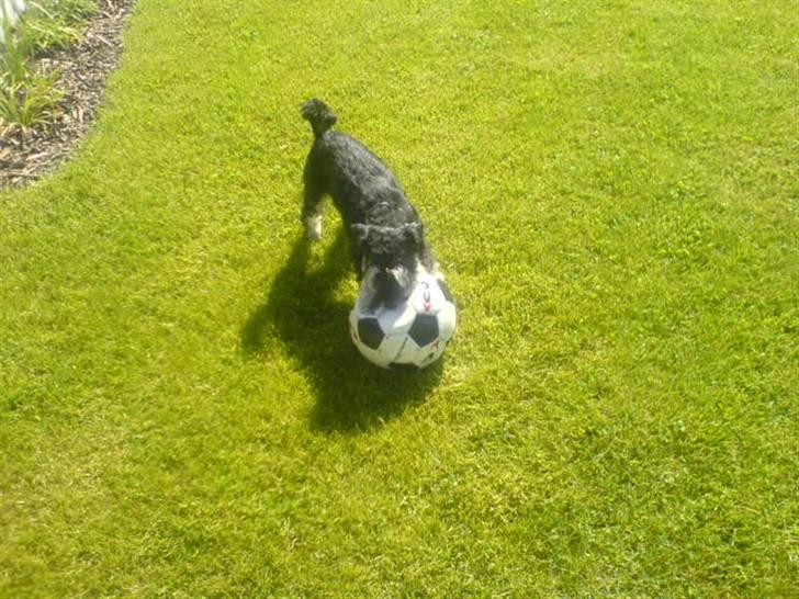 Dvaergschnauzer TESSA<3 billede 8