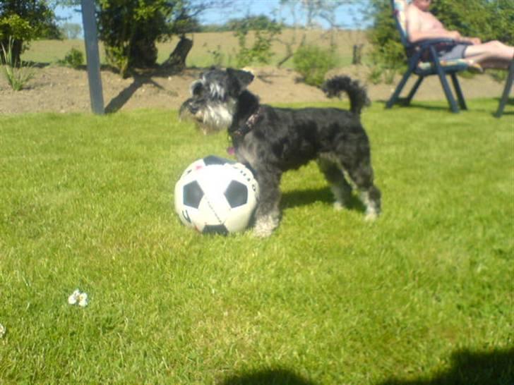 Dvaergschnauzer TESSA<3 billede 9