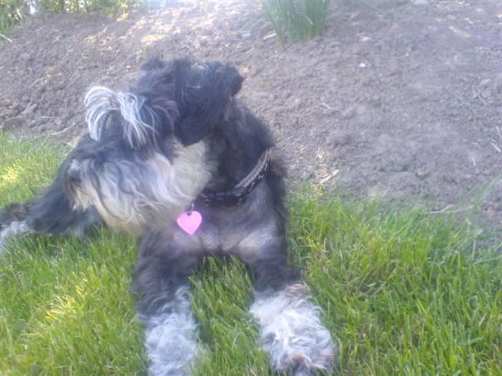 Dvaergschnauzer TESSA<3 billede 10