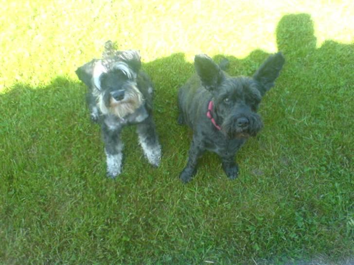 Dvaergschnauzer TESSA<3 billede 11