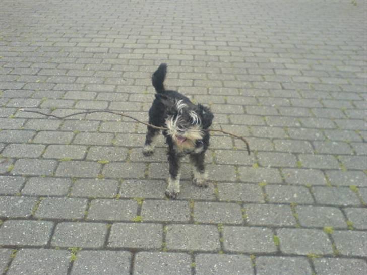 Dvaergschnauzer TESSA<3 billede 12