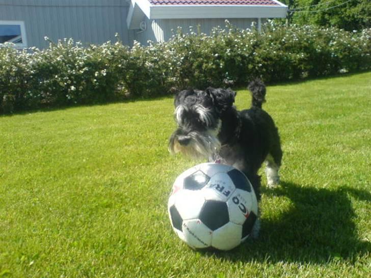 Dvaergschnauzer TESSA<3 billede 13