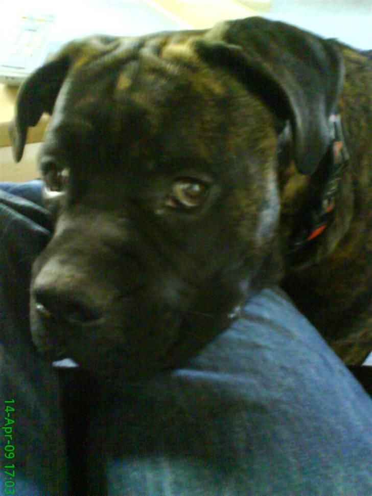 Blanding af racer Harley billede 5