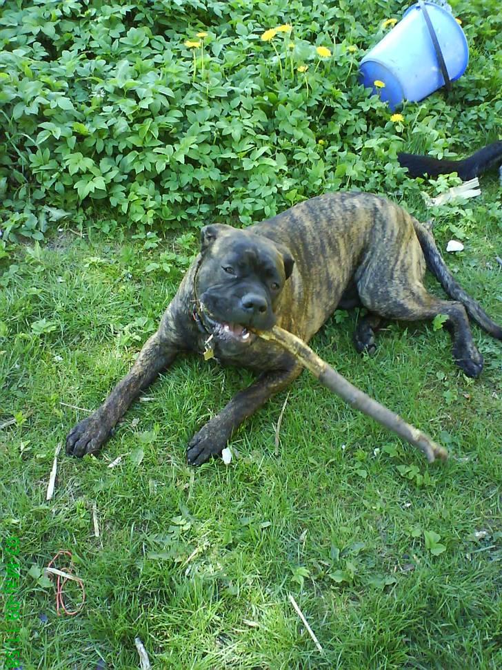 Blanding af racer Harley billede 6