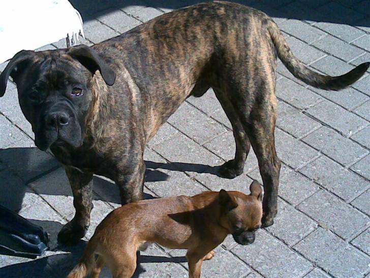 Blanding af racer Harley - mig og min bedste ven Charlie ( griffon)  billede 8