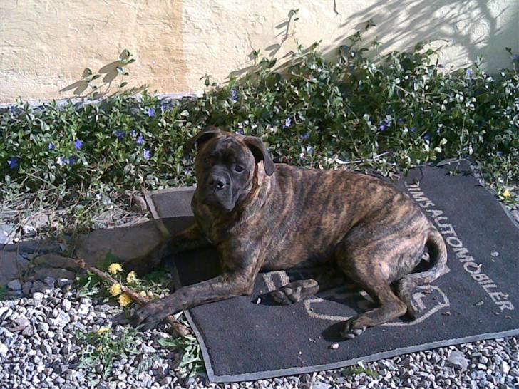 Blanding af racer Harley billede 9