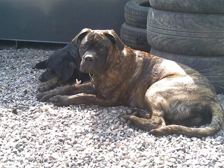 Blanding af racer Harley - Mig og "brormand" tager os lige en soltur billede 10