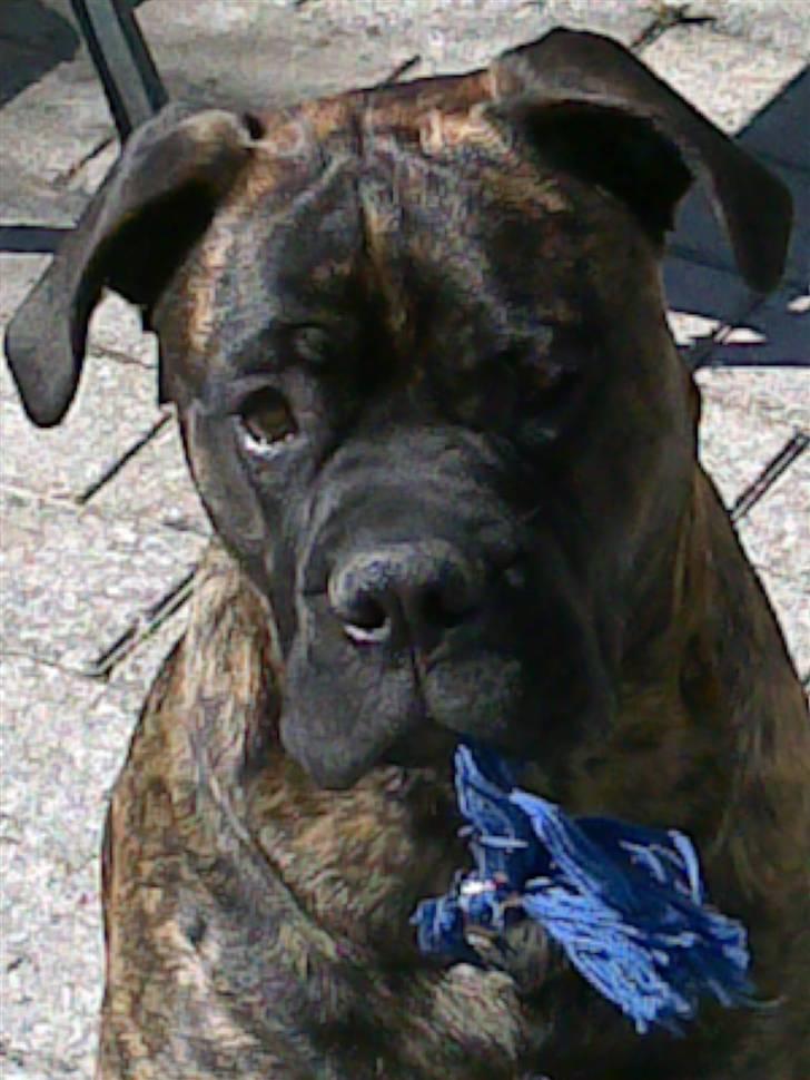 Blanding af racer Harley - Mor du har ikke set jeg har ødelagt klovnen vel?? billede 11