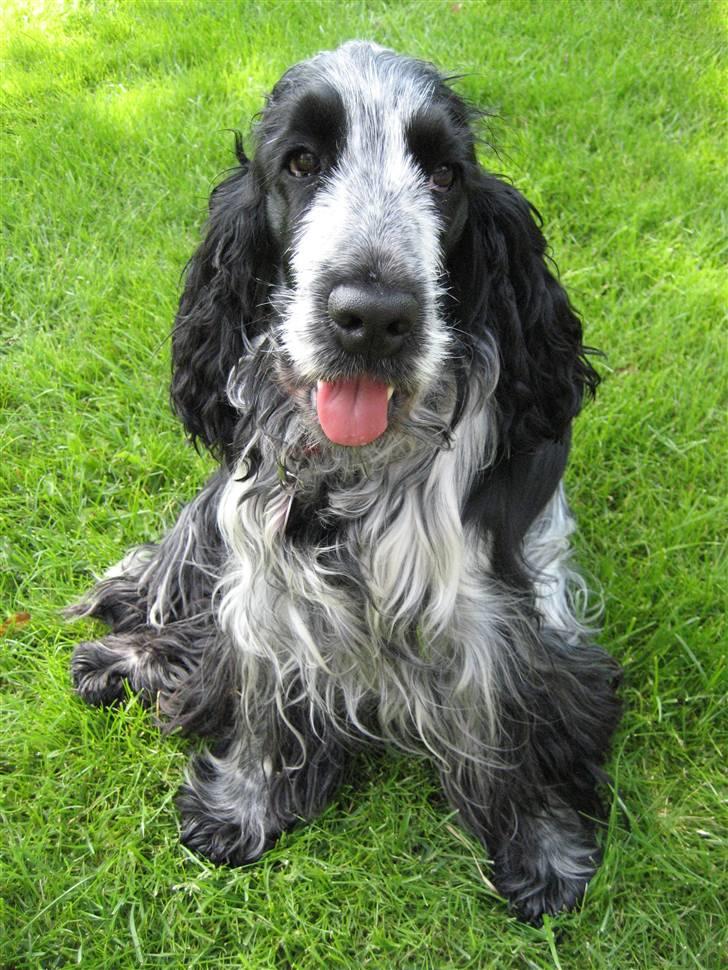 Cocker spaniel Chanel - Hej.. Dette er Chanels profil, I er meget velkomne til at lægge en bedømmelse, vi bedømmer ALTID tilbage billede 1
