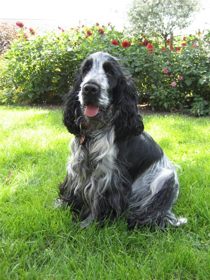 Cocker spaniel Chanel - Kunne jeg ikke godt blive model... billede 2