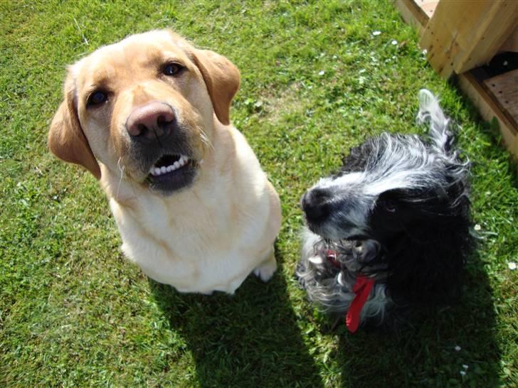 Cocker spaniel Chanel - Chanel og (irriterende meget) fotogene Sus...  billede 3