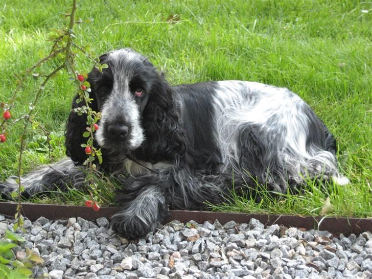 Cocker spaniel Chanel - Fotogene mig! billede 4