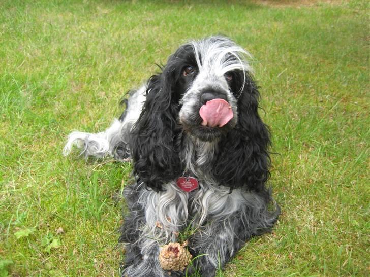 Cocker spaniel Chanel - Jeg er for lækker, lækker, lækker, lækker (Nik og Jay melodien...) billede 5