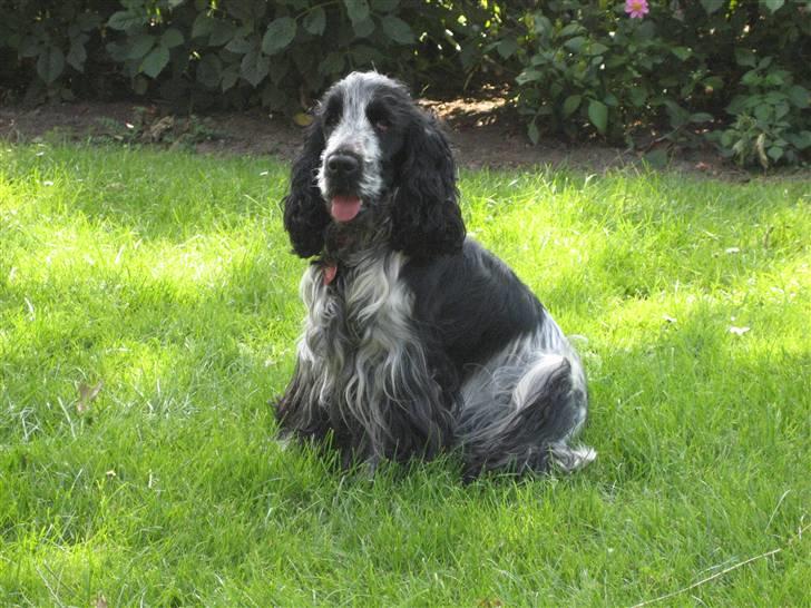 Cocker spaniel Chanel - Skal vi lege apport nu? billede 6