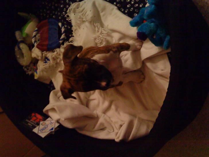 Amerikansk bulldog Freya - freya i sin store kurv, 9 uger. billede 7