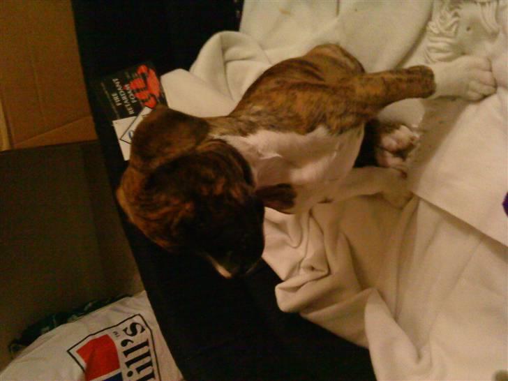 Amerikansk bulldog Freya - freya 9 uger. så sød! billede 8