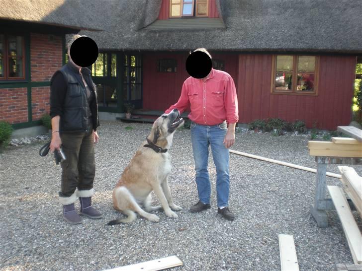 Blanding af racer Walde billede 6