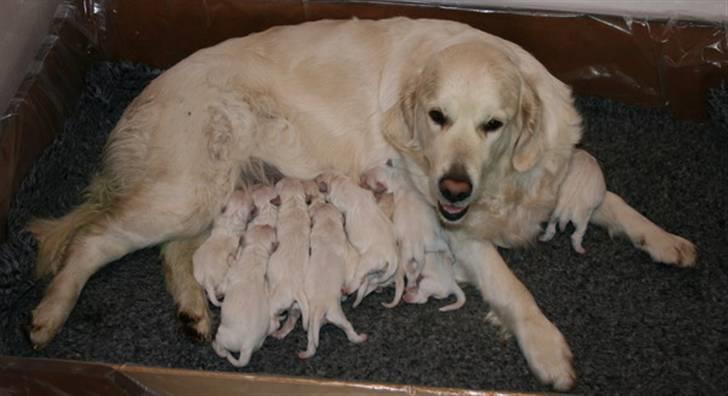 Golden retriever Golden Ciba F-Ro Snowie - Sammen med mor + søskende kort efter fødsel billede 4