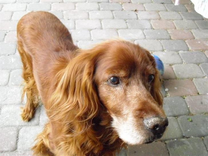 Irsk setter Vega nu himmelhund :,( billede 12