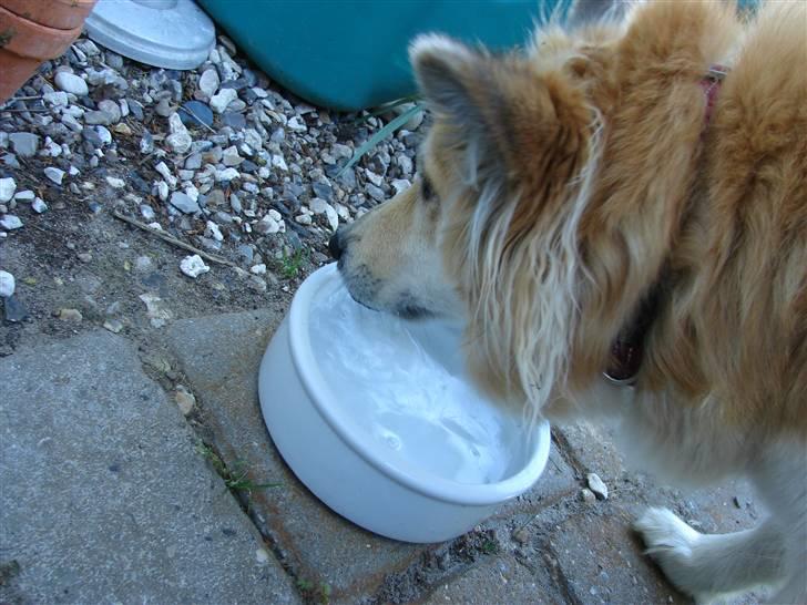 Islandsk fårehund Kilya billede 20