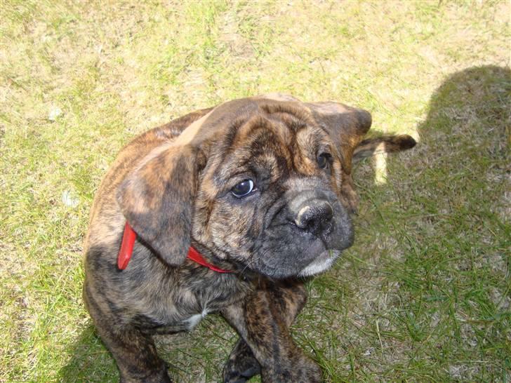 Olde english bulldogge Bertha - Betuttet??? billede 8