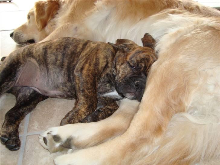 Olde english bulldogge Bertha - Dejligt at putte indtil søster Bella..så er jeg helt i drømmeland (med åbne øjne) billede 9