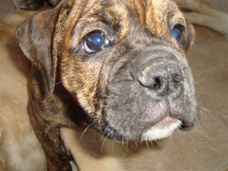 Olde english bulldogge Bertha - Nærbillede...lige før linsen bliver våd!!?? billede 10