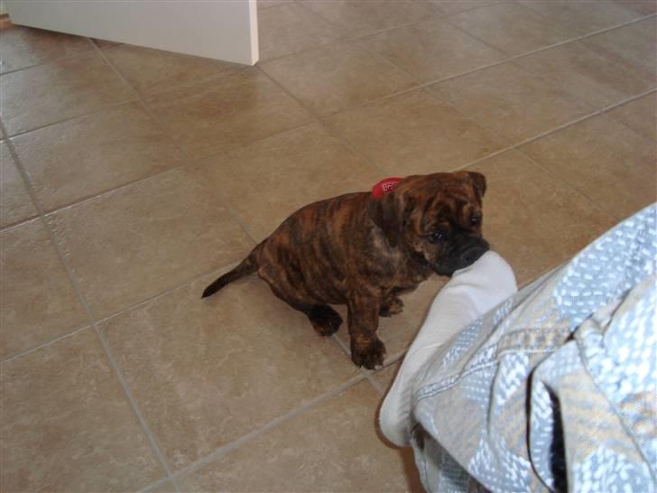 Olde english bulldogge Bertha - Findes ikke noget bedre end fars sure tæer at gumle i ;o)) billede 11