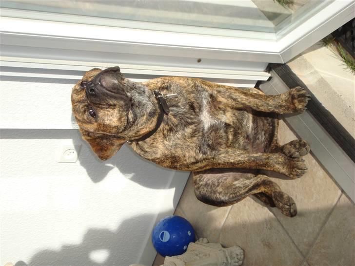 Olde english bulldogge Bertha billede 12