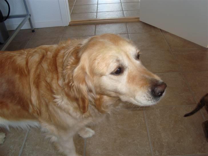 Golden retriever Bella - Hmmm, nu er det måske mig der er efter min lillesøster???? Selvom jeg ikke er helt ung længere, så kan jeg godt lide at lege..... billede 6