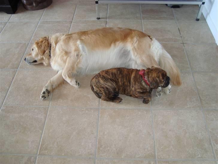 Golden retriever Bella - Tager en slapper med min søster Bertha, det er dejligt når hun giver mig lov. For det meste bider hun mig i ørerne og vil lege... billede 7