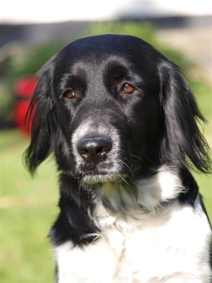 Blanding af racer Trine billede 20