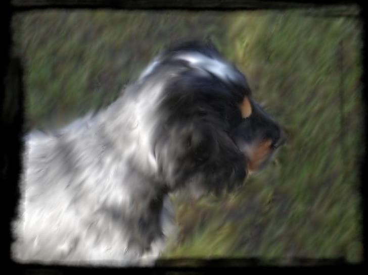 Cocker spaniel Rubin Of Colombo (Ozzy) - Min storesøster, kastede sin kreativitet ud over mit baby billede.. Her er jeg kun 9 uger. billede 11