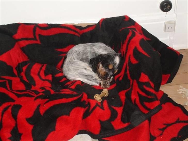 Cocker spaniel Rubin Of Colombo (Ozzy) - Min første lur i mit nye hjem.. Fantastisk dag ! billede 12