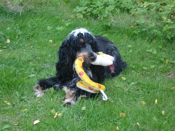 Cocker spaniel Rubin Of Colombo (Ozzy) - Ups, jeg smutter lige hurtigt... De kommer efter slange bamsen billede 13
