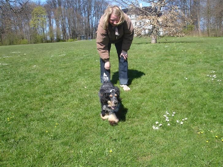 Cocker spaniel Rubin Of Colombo (Ozzy) - Jeg kommer nu farmand.. Af banen, af banen her kommer bananen billede 14