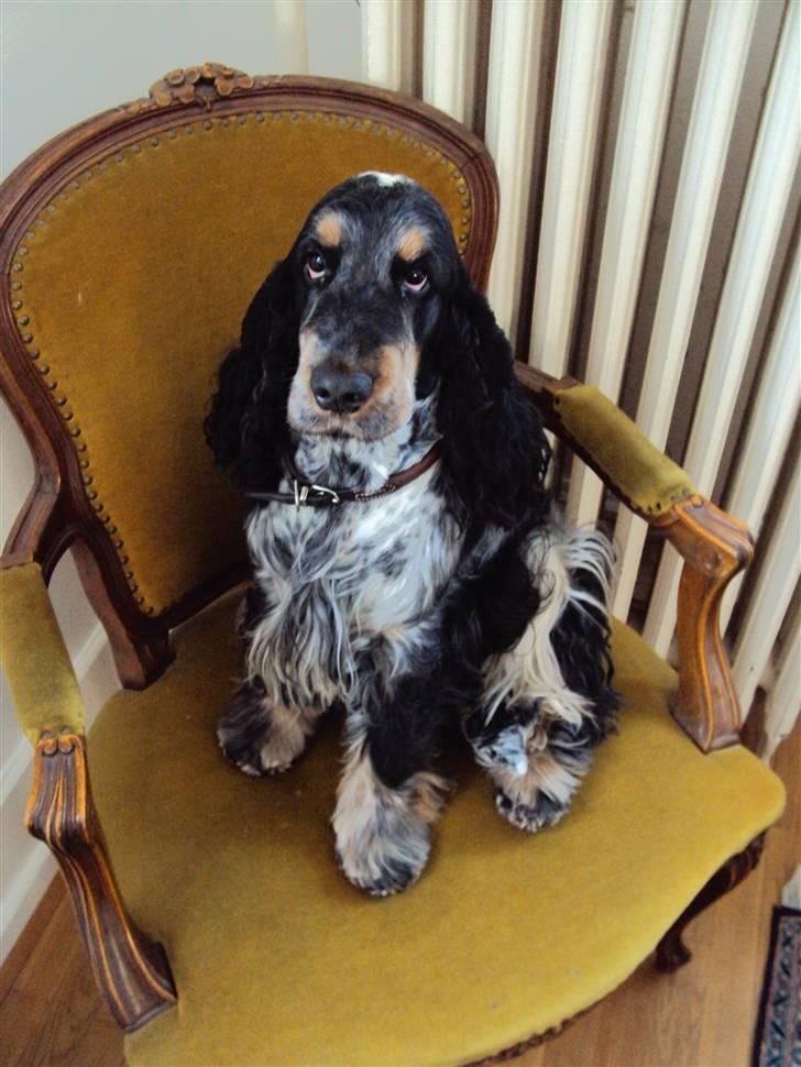 Cocker spaniel Rubin Of Colombo (Ozzy) - Dette er så mig i kongestolen.. billede 15