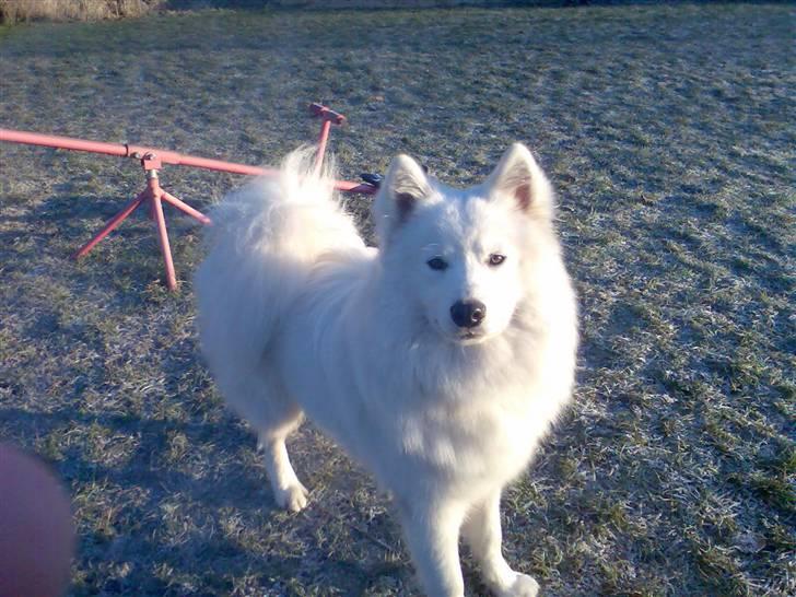 Blanding af racer Figo billede 11