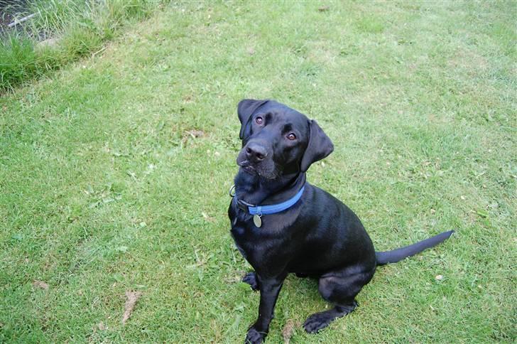 Blanding af racer Boris billede 1