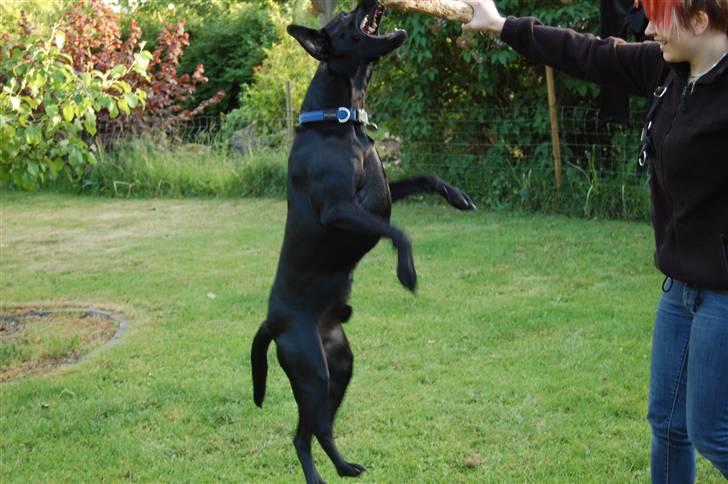 Blanding af racer Boris billede 2