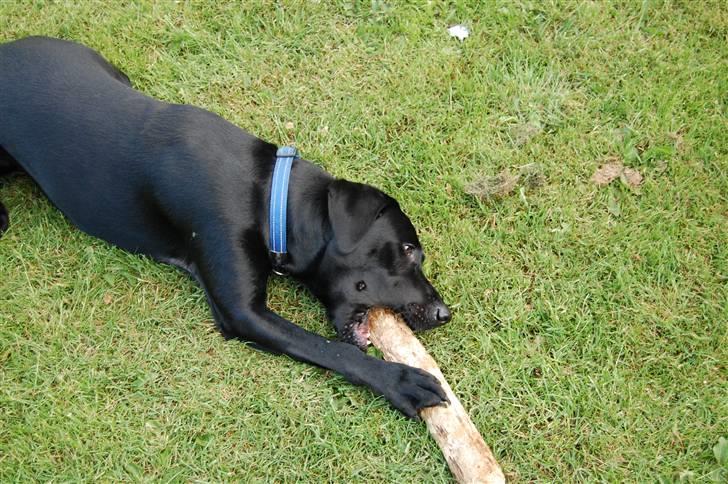 Blanding af racer Boris billede 3