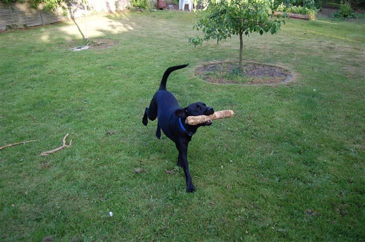 Blanding af racer Boris billede 4