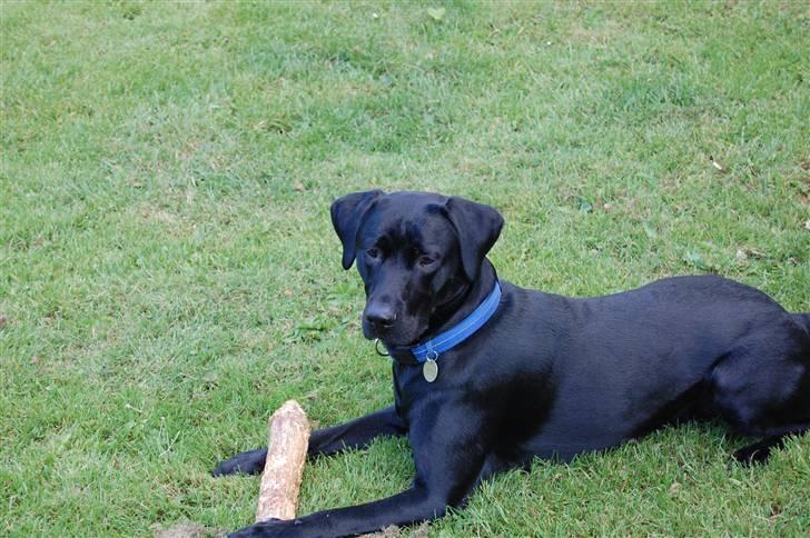 Blanding af racer Boris billede 5