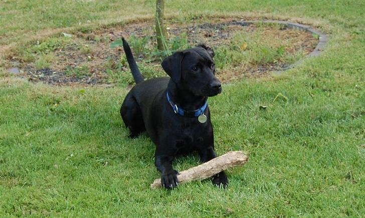 Blanding af racer Boris billede 6