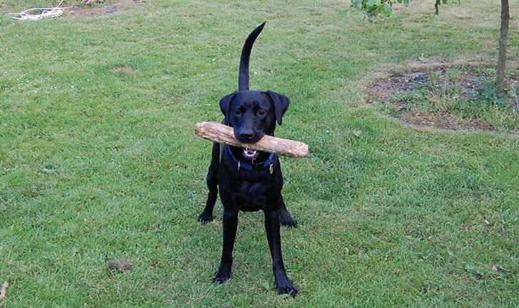 Blanding af racer Boris billede 7