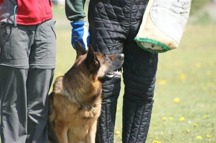 Schæferhund Akacias Baily/Samba R.I.P. 17.dec 11.(himmelhunnd) - Samba har 100% opmærksomhed på figurant - han løber ingen steder. Maj 2009 billede 17