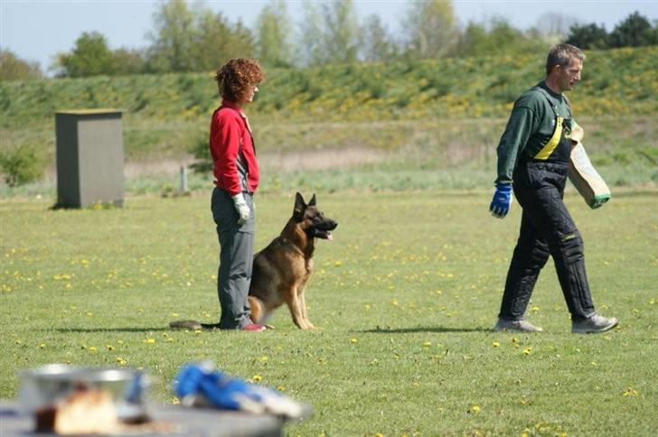 Schæferhund Akacias Baily/Samba R.I.P. 17.dec 11.(himmelhunnd) - Laver manden en eneste forkert bevægelse så tager Samba ham. billede 18