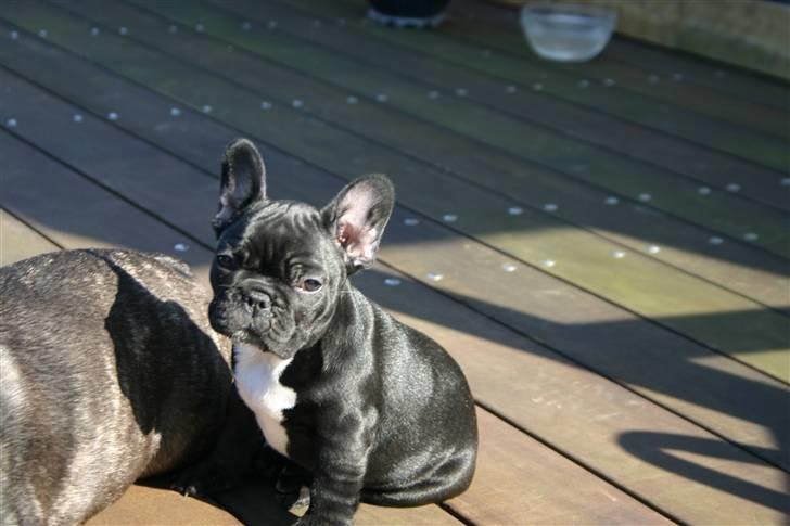 Fransk bulldog Blance Noir`s Yrsa billede 4