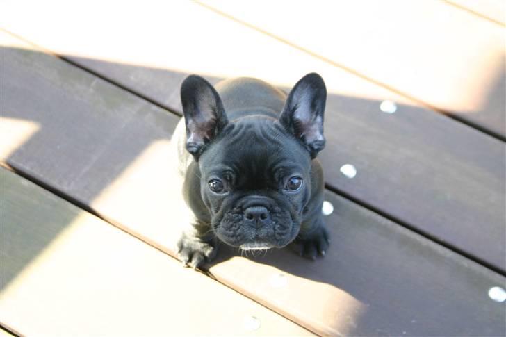 Fransk bulldog Blance Noir`s Yrsa billede 5