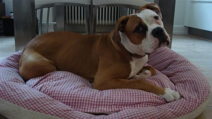 Amerikansk bulldog Amazing Bulldog Rosa - Jeg er lige nøjagtig så uskyldig som jeg ser ud...eller hvert fald næsten =O) billede 12